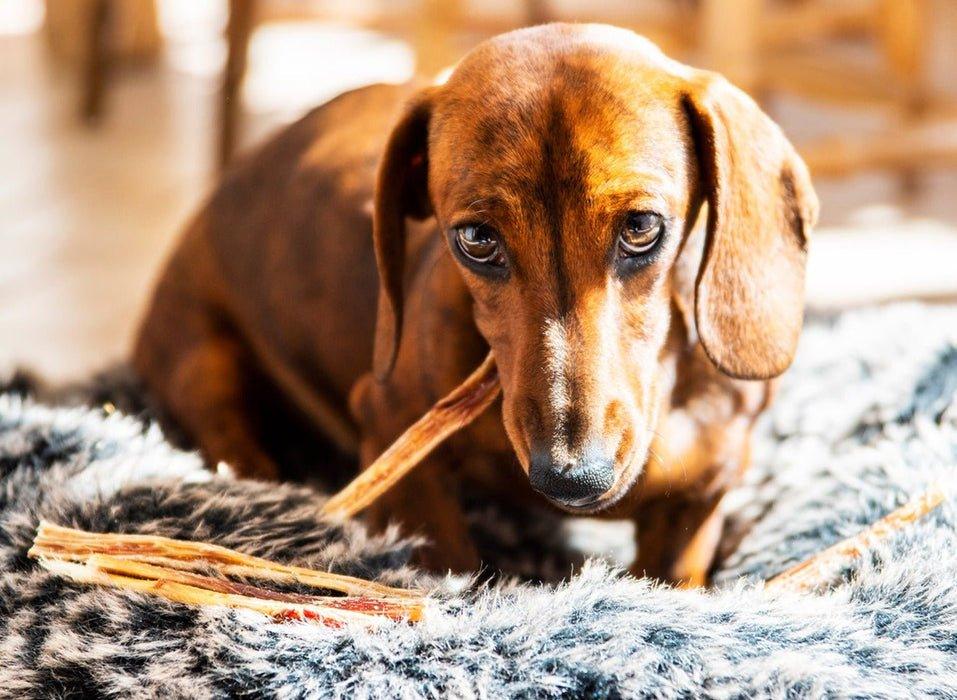 Ostrich Spaghetti 80g - Annie's Dog Treats